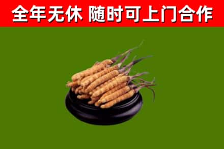 兴宾区回收冬虫夏草