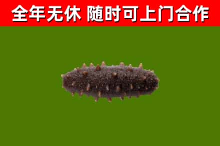 兴宾区回收海参干